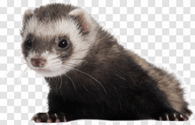 Ferret Stock Photography Image Royalty-free - Mammal Transparent PNG