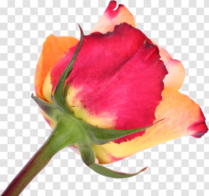 Cut Flowers Garden Roses Tulip - Rose Family Transparent PNG