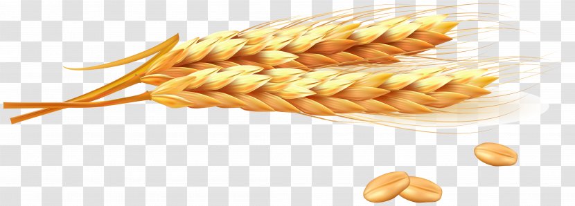 Wheat Ear Photography Illustration - Side Dish - Golden Vector Transparent PNG