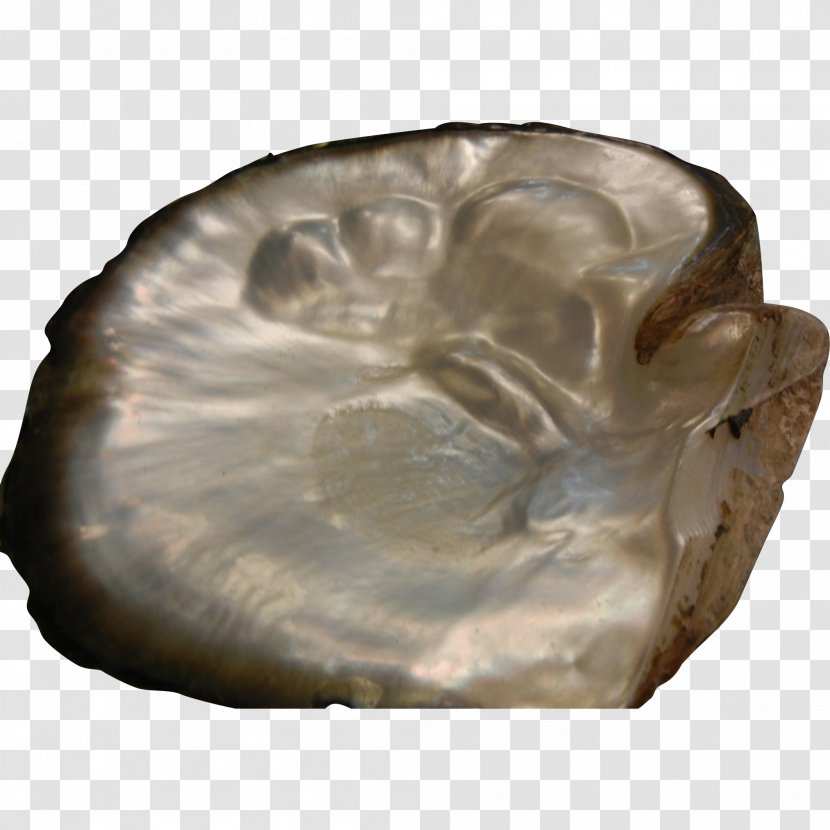 Fossil Group - Rock - PEARL SHELL Transparent PNG