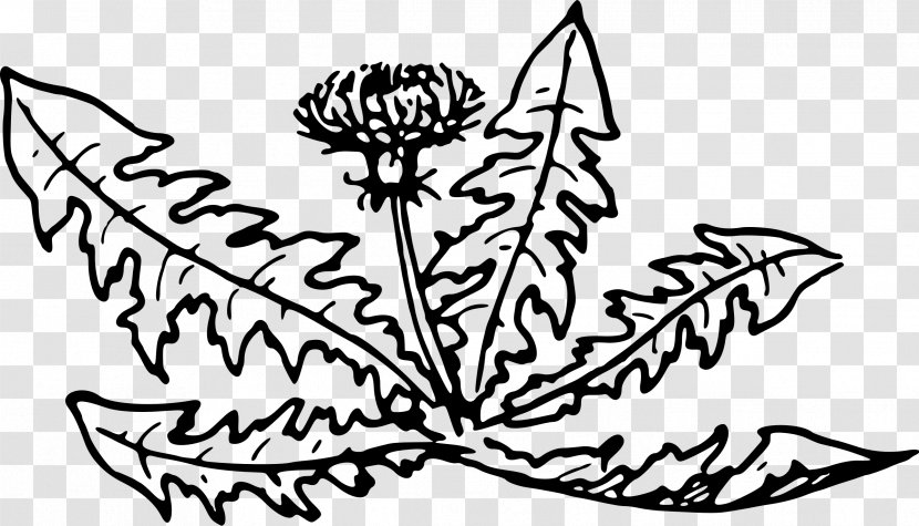 Line Art Dandelion Plant Flower Clip Transparent PNG