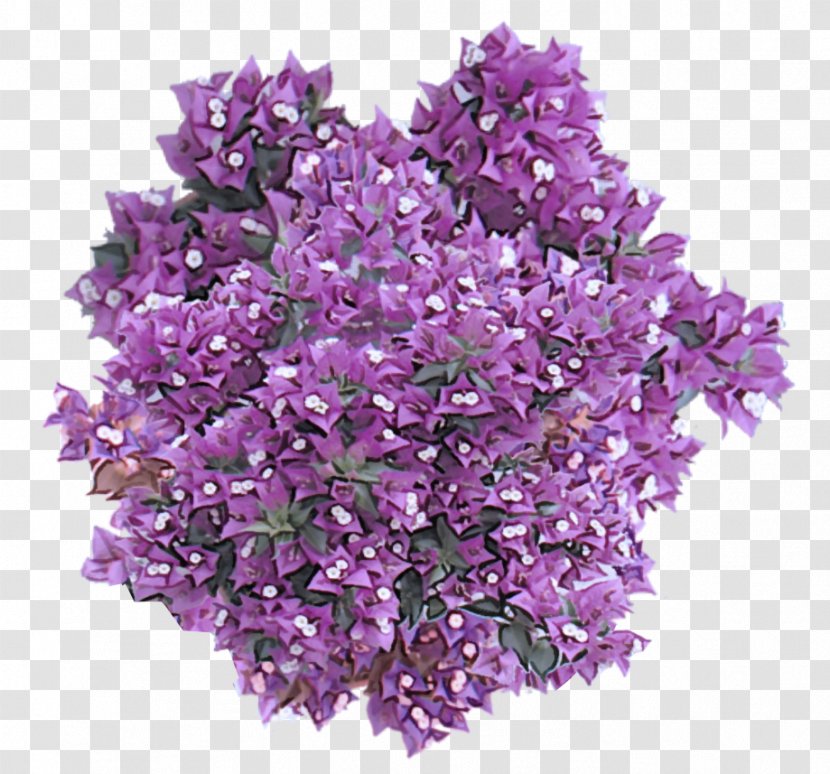 Lavender - Purple - Flowering Plant Cut Flowers Transparent PNG