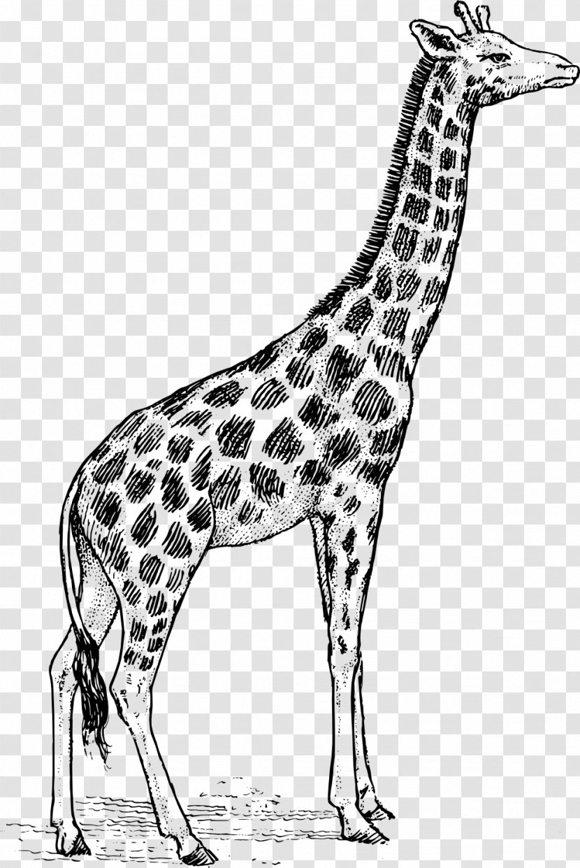 Giraffe Drawing Clip Art - Cartoon - Parting Line Transparent PNG