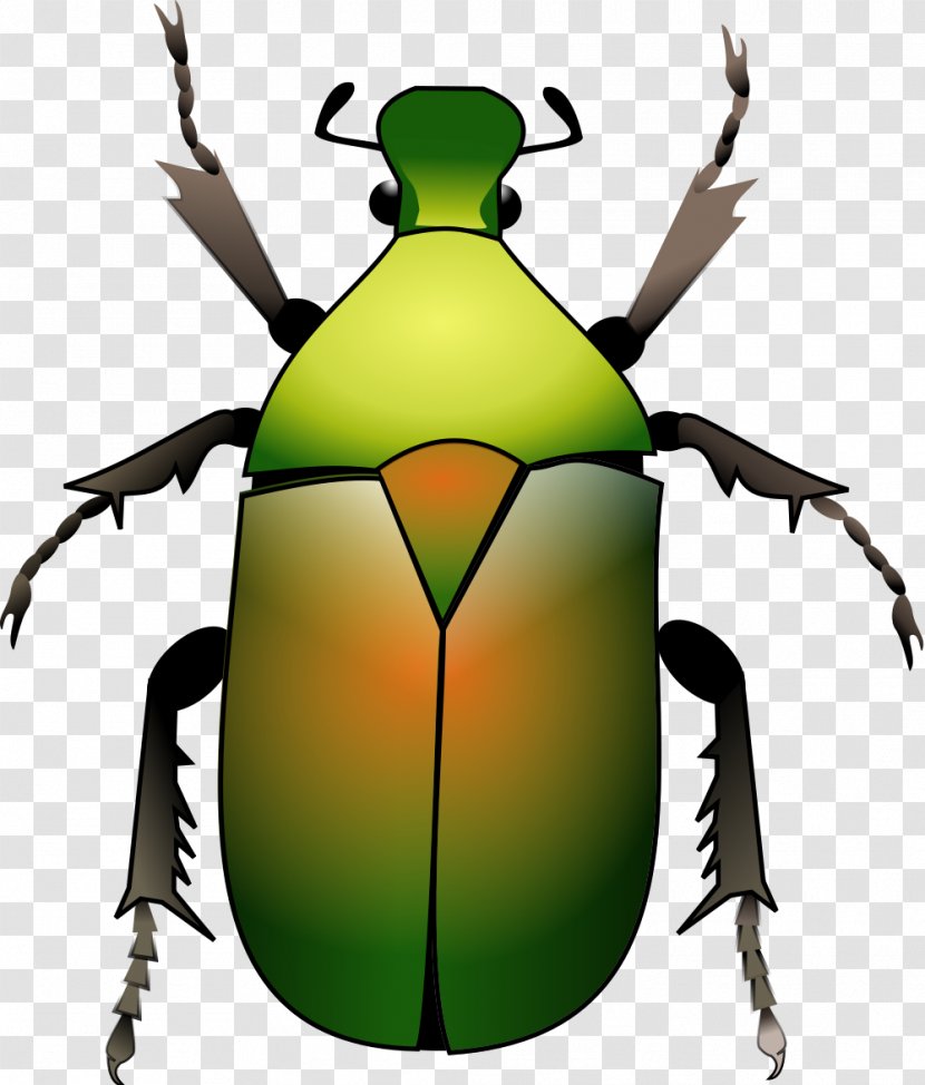 Beetle Weevil Clip Art - Insect Transparent PNG