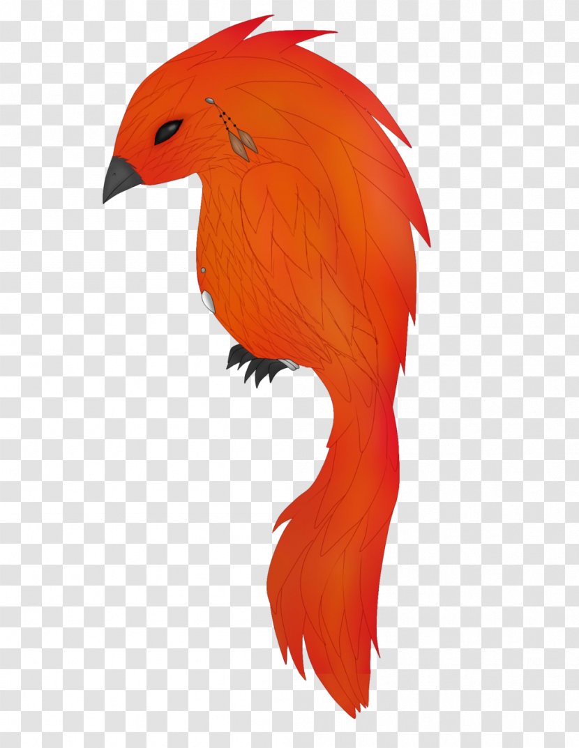 Parrot Bird Beak Feather - Flame Transparent PNG
