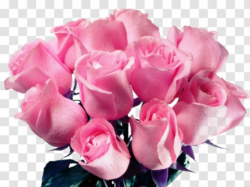 Rose Pink Definition Red Color - Floristry Transparent PNG