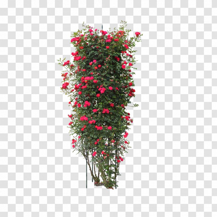 Acer Ginnala Arborvitae Plant Shrub - Maple - Gardening Flowers Cluster Transparent PNG