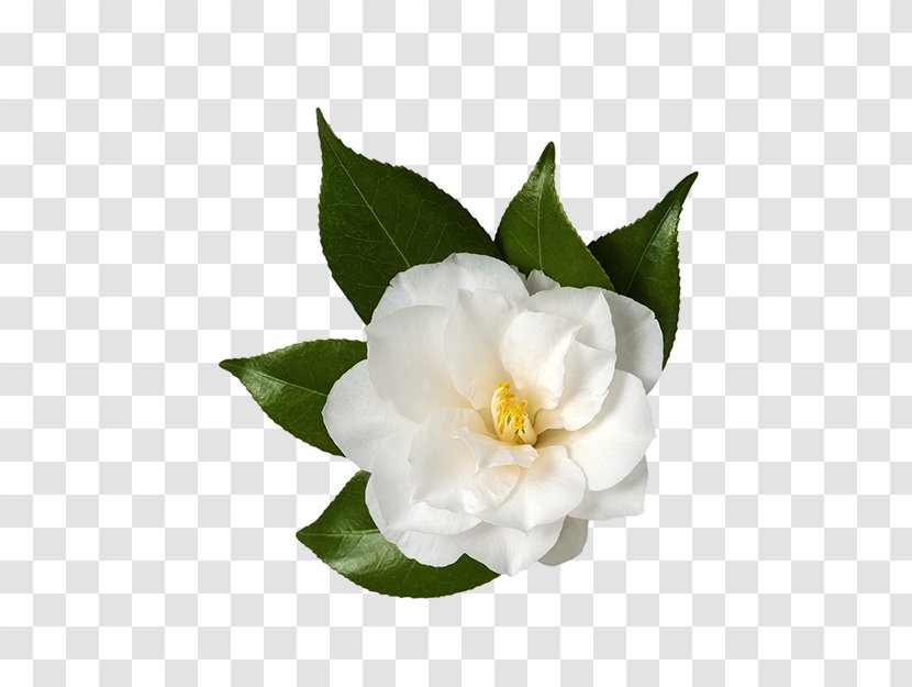 Sasanqua Camellia Japanese Flower Stock Photography Royalty-free Transparent PNG