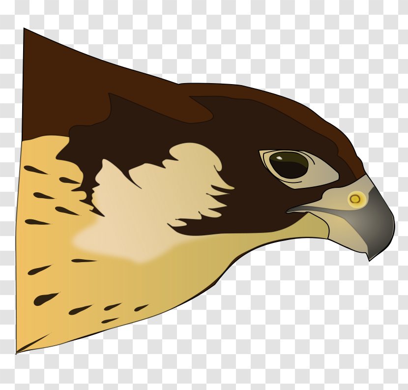 Bird Of Prey Hawk Clip Art - Drawing - Tomahawk Clipart Transparent PNG