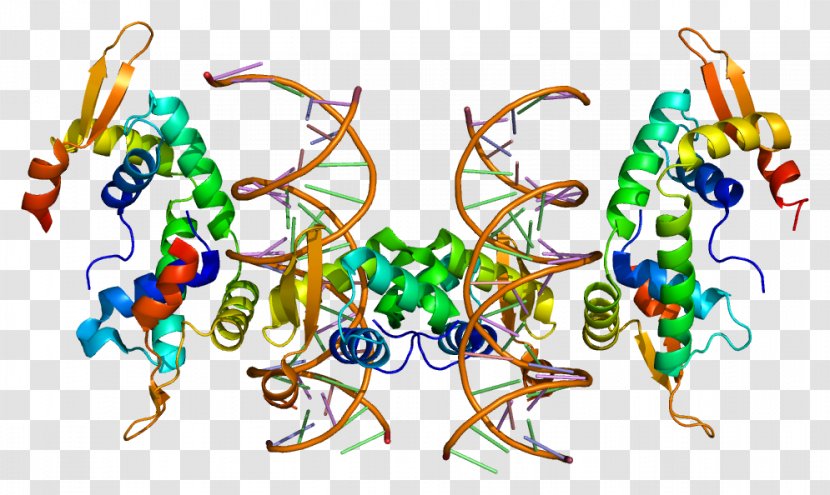 FOXP2 Gene-centered View Of Evolution FOX Proteins - Flower - Frame Transparent PNG