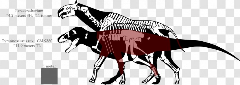 Tyrannosaurus Dinosaur Size Allosaurus Acrocanthosaurus Nanotyrannus - Mammal Transparent PNG
