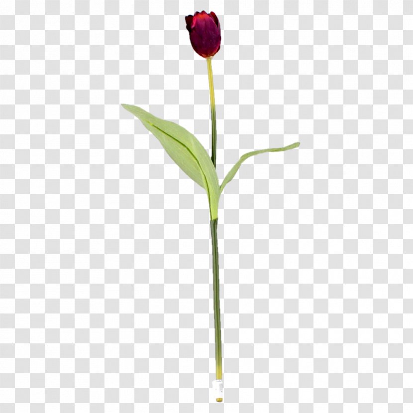 Tulip Cut Flowers Plant Stem Bud - Flowering Transparent PNG