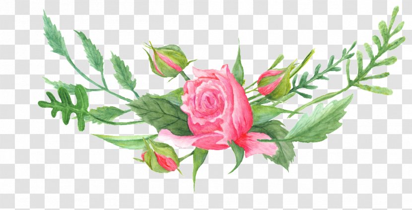 Garden Roses Cabbage Rose Floral Design Cut Flowers - Plants - Flower Transparent PNG