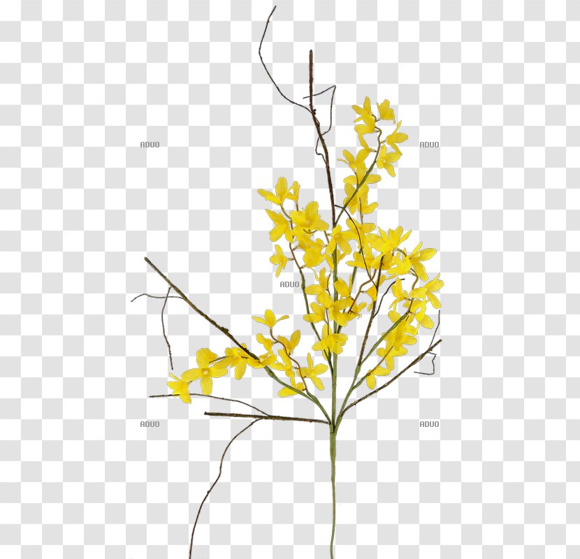 Twig Forsythia × Intermedia Yellow Branch Leaf - Plant Transparent PNG