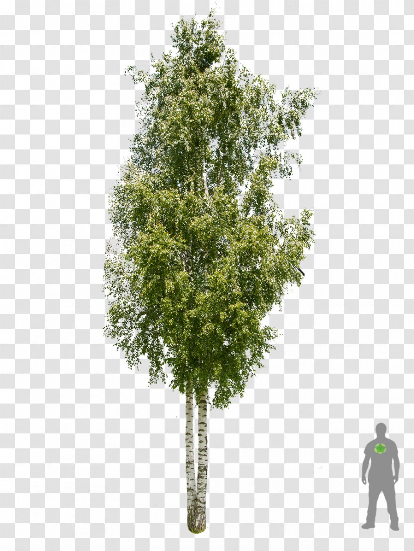 Young's Weeping Birch Tree Qiaomu Borke Trunk - Woody Plant - Bonsai Transparent PNG