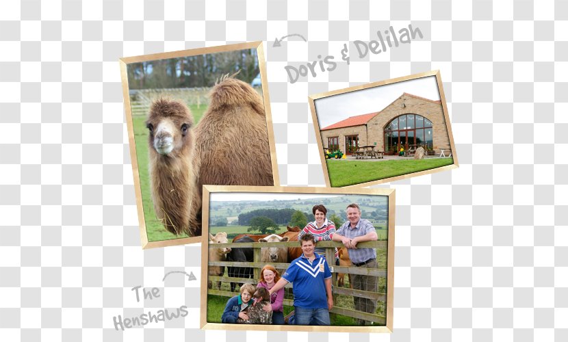 Llama Camel Farm Shop Common Ostrich - Animal Transparent PNG