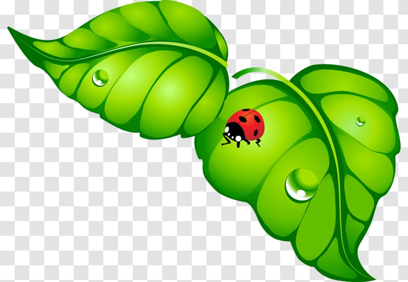 Butterfly Ladybird Beetle Insect Clip Art - Leaf Transparent PNG