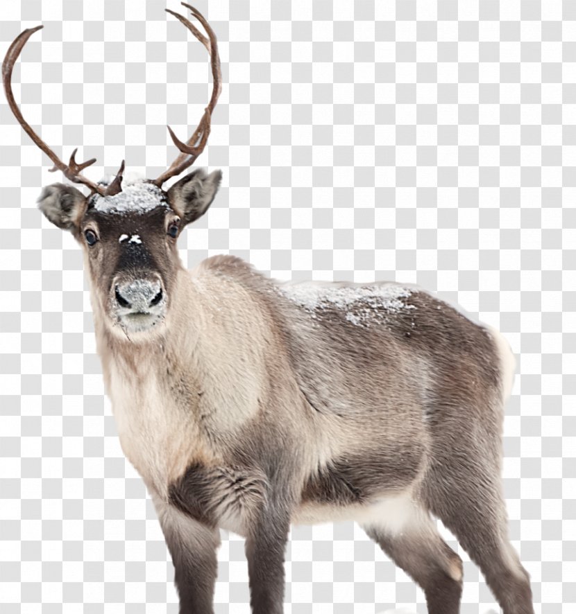 Reindeer Santa Claus The Caribou Artist - Illustrator - Deer Transparent PNG