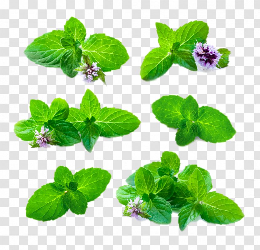 Mentha Spicata Peppermint Medicinal Plants Chinese Herbology - Herbalism - Flowering Mint Leaves Transparent PNG
