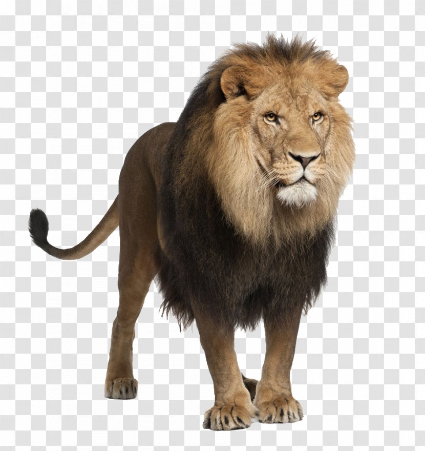 White Lion Felidae Stock Photography Roar - Organism Transparent PNG