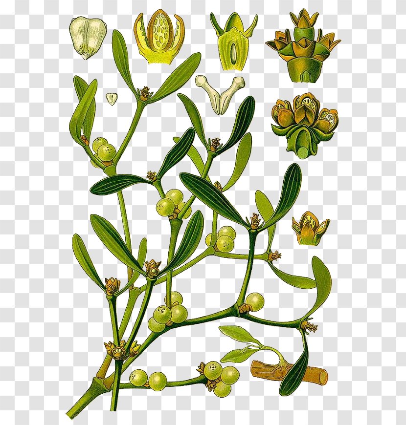 Viscum Album Mistletoe Botany Plant Transparent PNG