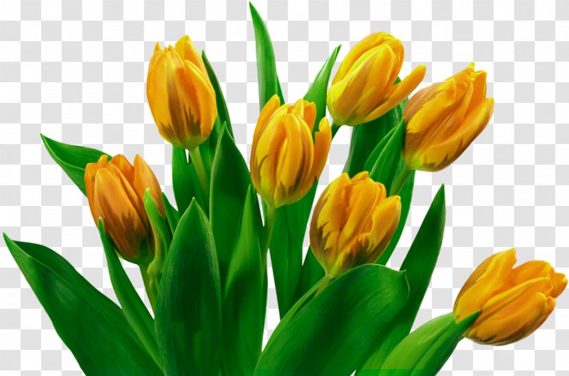 Flower Bouquet Tulip Rose Wallpaper - Crocus Transparent PNG