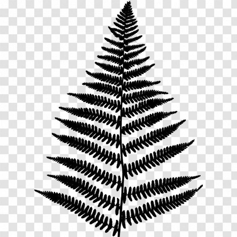 Fern Vector Graphics Illustration Vascular Plant Fir - Leaf - Oregon Pine Transparent PNG