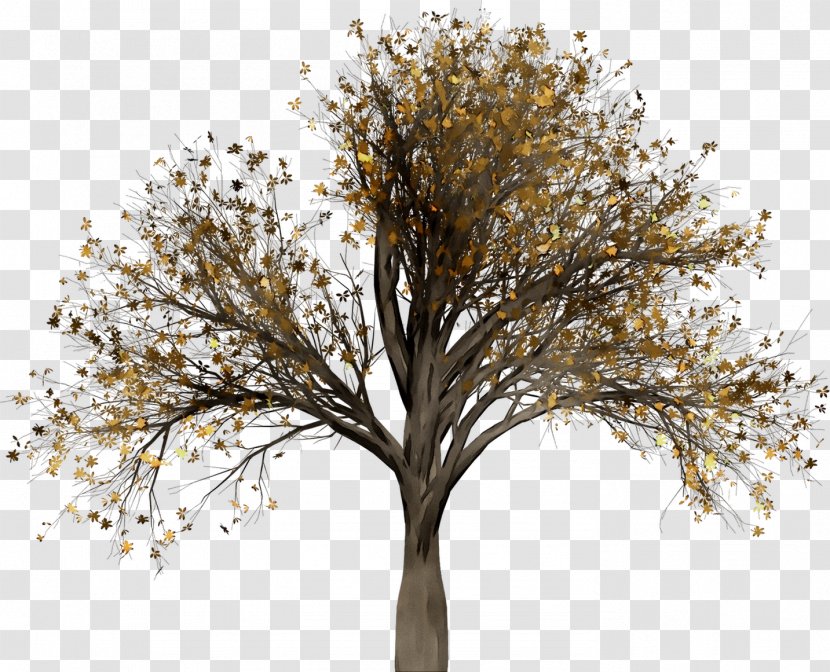 Image Tree Elm Download - Leaf Transparent PNG