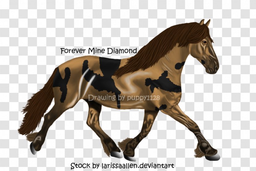 Mustang Foal Stallion Mare Colt - Howrse Transparent PNG