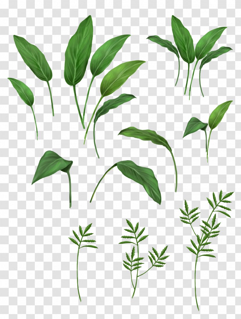 Leaf Clip Art - Flowering Plant Transparent PNG