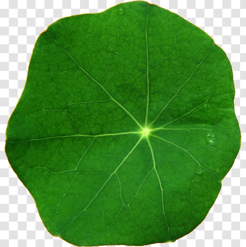 Leaf - Plant - Green Transparent PNG