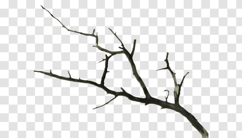 Twig Branch Tree Dream - Black And White Transparent PNG