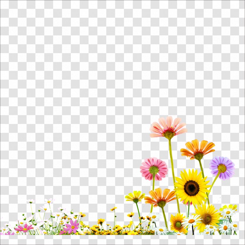 Template Fundal - Highdefinition Television - Chrysanthemum Transparent PNG