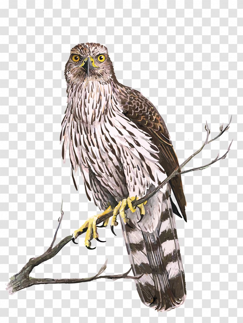 Hawk Eagle - Bird Of Prey - Vector Transparent PNG