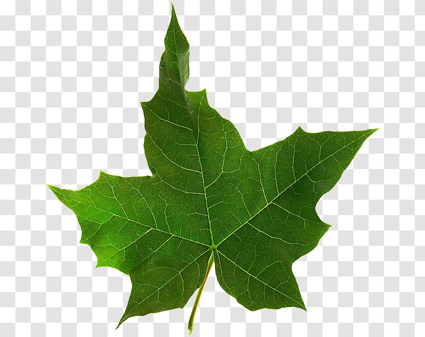 Maple Leaf Twig Plane Trees - Plant Transparent PNG