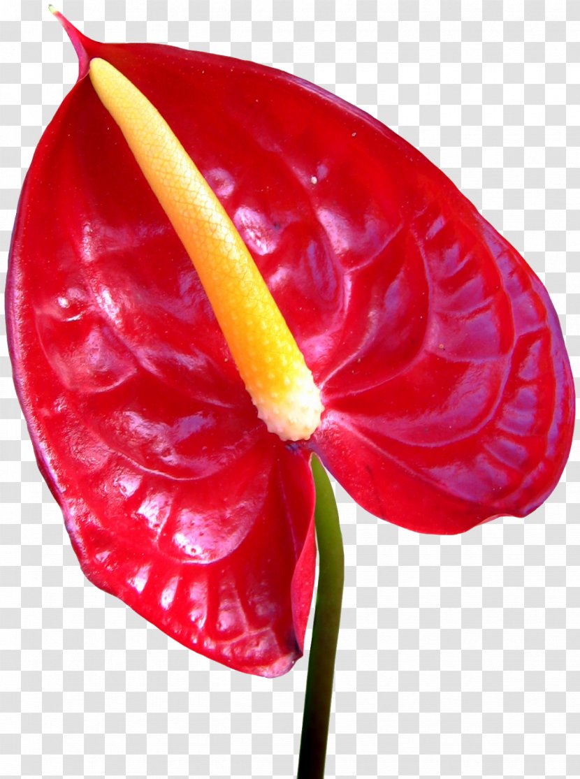 Red Photography Flower Clip Art - Callalily Transparent PNG