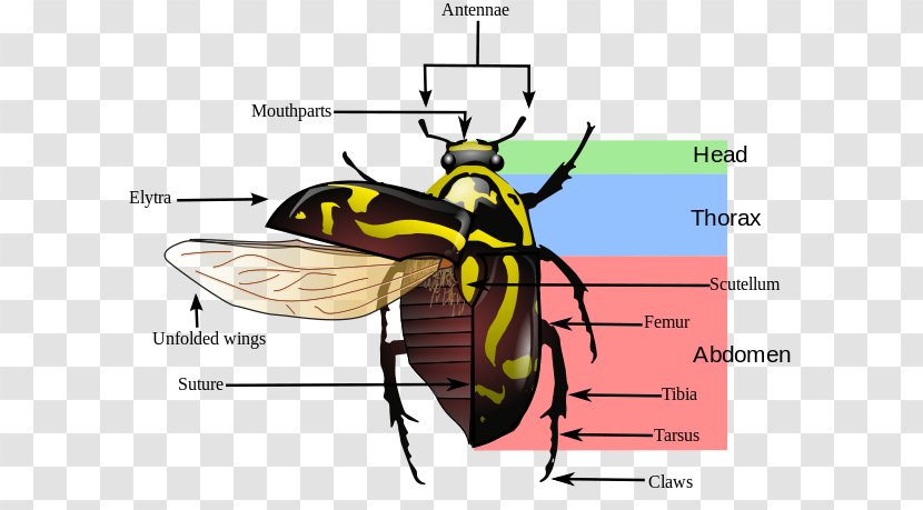 Beetle Elytron Insect Morphology Wing Pest - Helicopter Rotor - Rhinoceros Transparent PNG