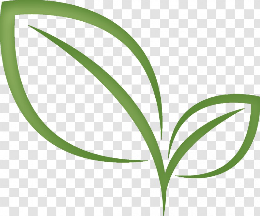 Green Tea Matcha Résumé Clip Art - Flora - Leaf Transparent PNG