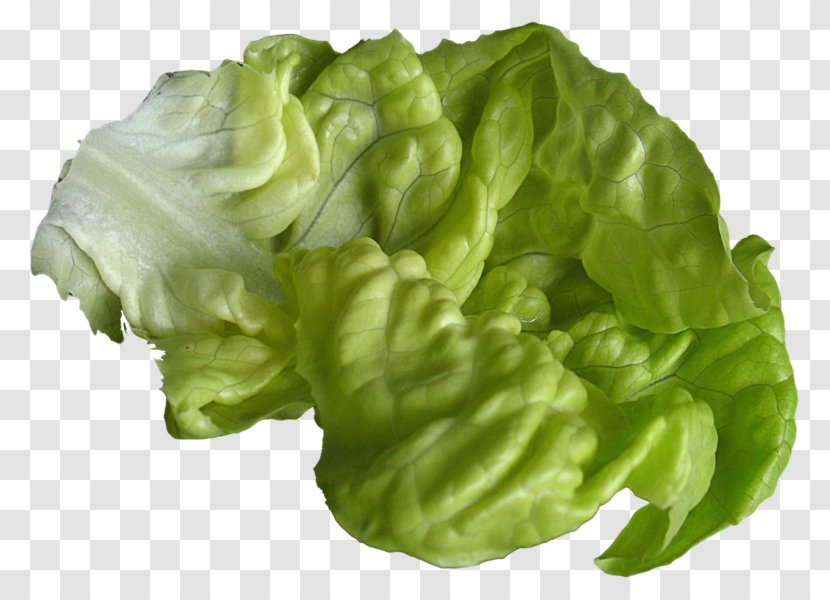 Lettuce Sandwich Hamburger Vegetarian Cuisine Romaine Caesar Salad - Green - Vegetable Transparent PNG