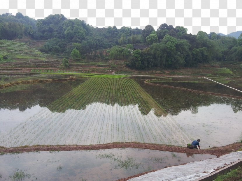 Paddy Field Arable Land Oryza Sativa - Farm - Transplanting Transparent PNG