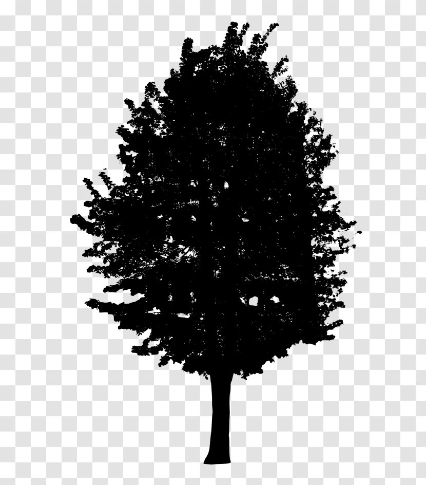 Fir Tree Black And White Transparent PNG