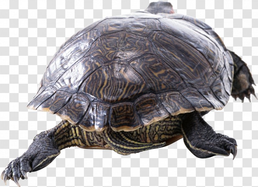 Turtle Red-eared Slider Reptile Yellow-bellied Tortoise - Turtles Transparent PNG