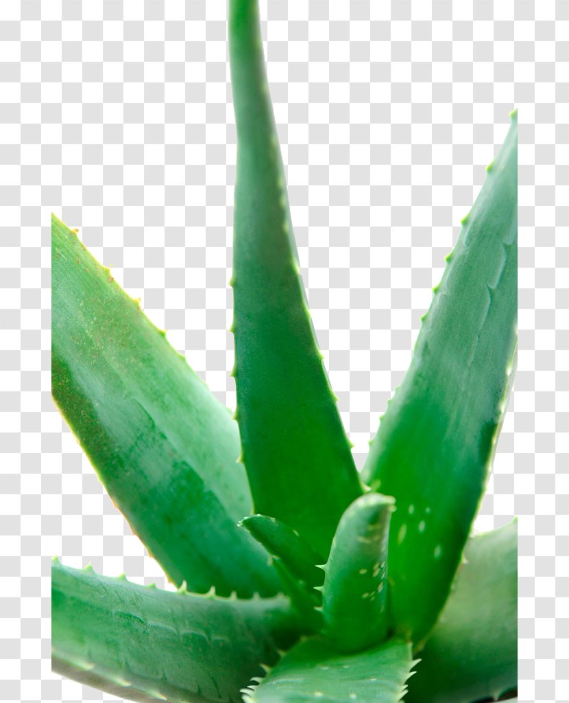 Aloe Vera Stock Photography Succulent Plant - Closeup Transparent PNG