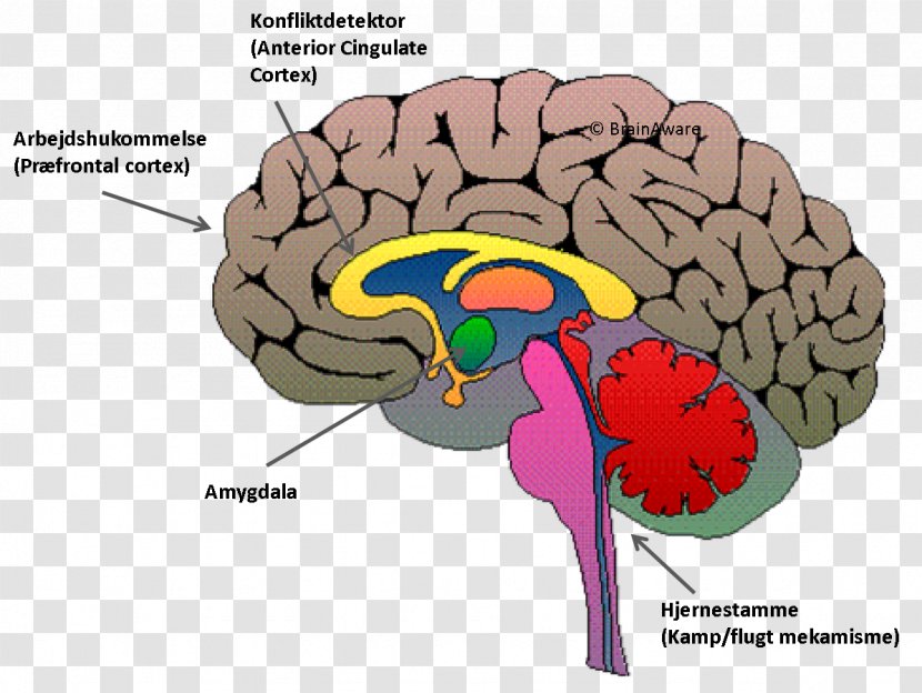 Triune Brain Amygdala Ventromedial Prefrontal Cortex - Flower Transparent PNG