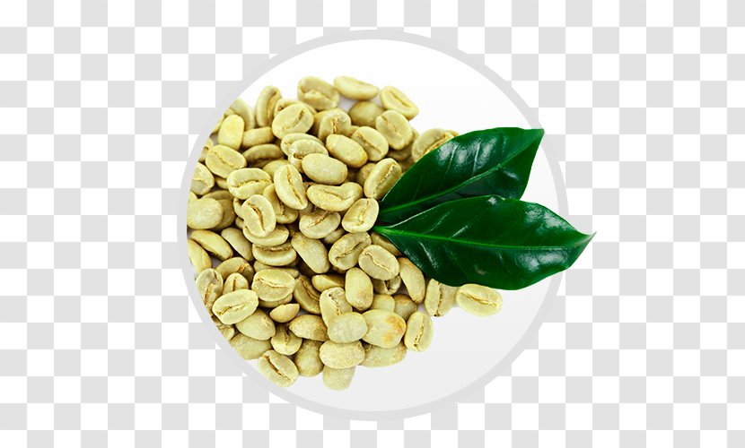 Green Coffee Extract Bean Robusta Transparent PNG