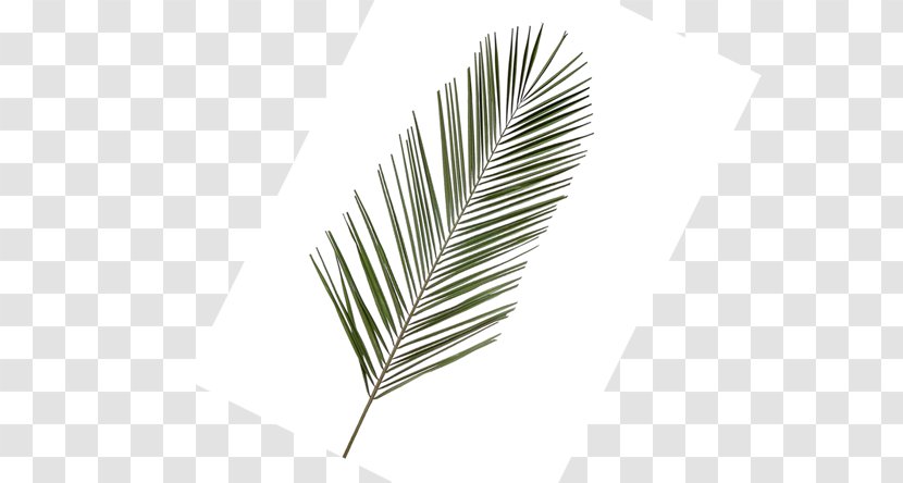Line Leaf - Areca Palm Transparent PNG