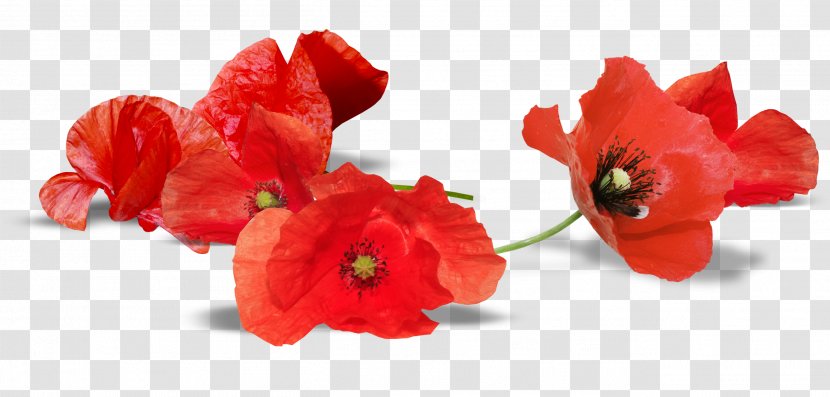 South Australia Armistice Day Anzac Remembrance Poppy - Pink Transparent PNG