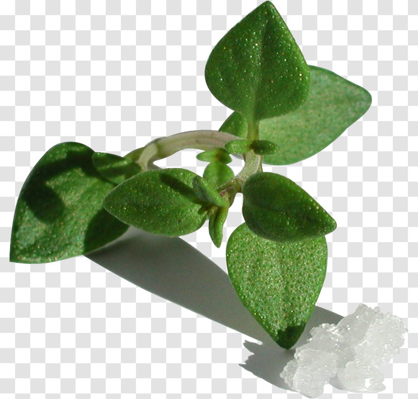 Leaf Herb Transparent PNG