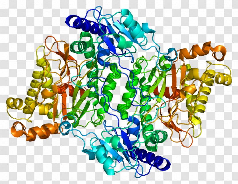 Prolidase Deficiency PEPD Enzyme Dipeptidase Pyrococcus Furiosus - Protein Transparent PNG