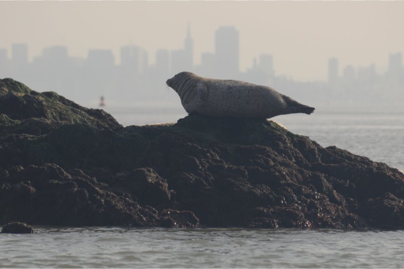 San Francisco Moss Landing Marine Laboratories Harbor Seal Pinniped Mammal - Sea Transparent PNG